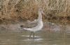 Black-tailed Godwit at Two Tree Island (West) (Steve Arlow) (80633 bytes)